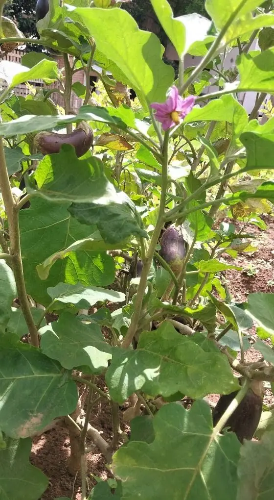 Aubergines cultivées à la ferme Sahan'Aina