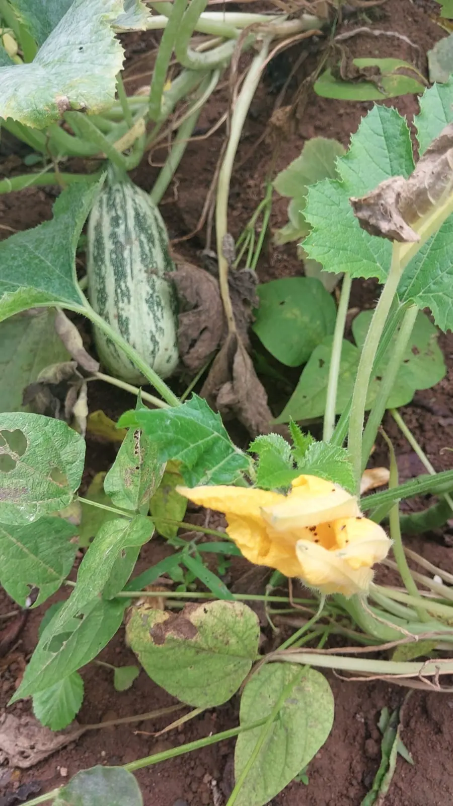 Jeune courge et sa fleur dans les cultures